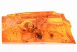 Large Detailed Fossil Spider (Araneae) In Baltic Amber #325452-1